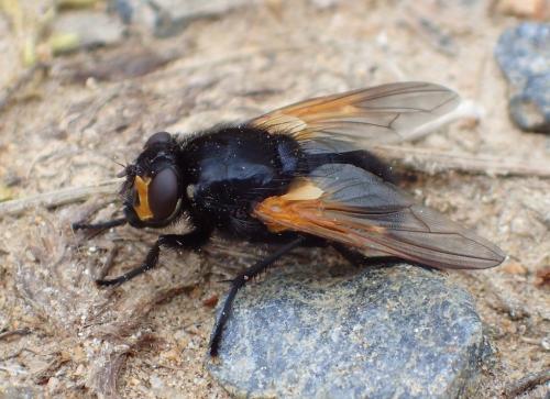 Réf. 266 010 : Mesembrina meridiana